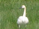 Tundra_Swan.jpg