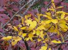 Yellow_leaves_in_contrast_to_the_Red-osier_Dogwood.jpg