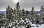 170105_SS_Snowy_Owl_View_from_the_top_of_Ranger_Ridge.JPG
