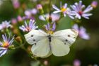 08_White_Cabbage_Butterfly_-_Baldy_Pass.jpg