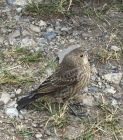 AF6_Thrush_at_Arethusa.jpg