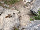 AF8_Marmot_watching_us_humans_cross_the_canyon.jpg