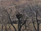 IMG_8327_Glenbow_Eagle.JPG