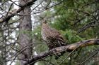 Spruce_Grouse_casts_a_wary_eye_~0.jpg
