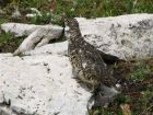 White-tailed_Ptarmigan.jpg