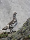 White-tailed_Ptarmigan~2.jpg