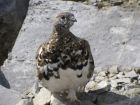 White-tailed_Ptarmigan~3.jpg