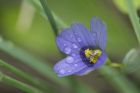 Blue_Eyed_Grass-5562.jpg