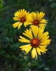 Brown_Eyed_Susan_28Wild_Gaillardia29.jpg