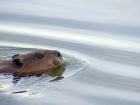 IH_BanksideBeaver.jpg