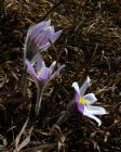 Prairie_Crocus_at_Glenbow_Ranch_281_of_129.jpg